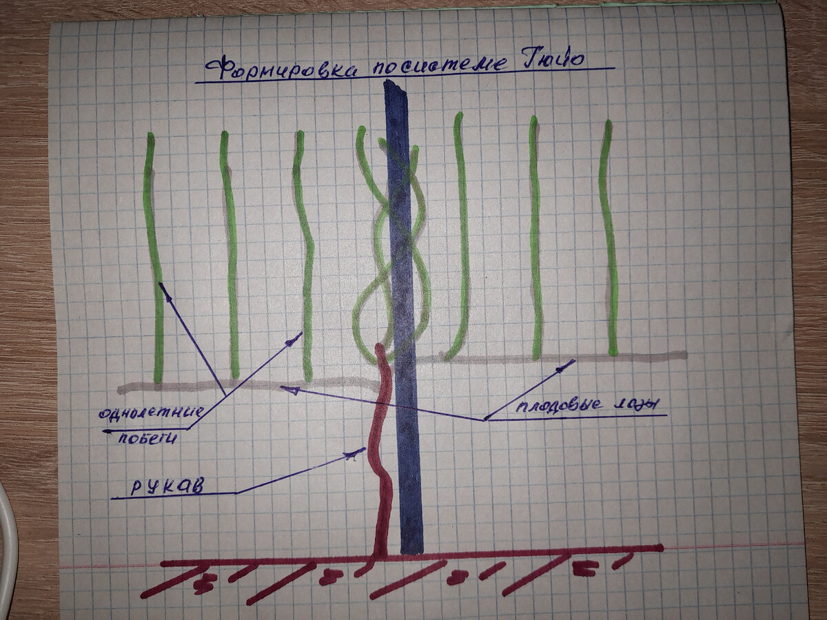 Элементы системы Гюйо применяемых в разных формировках винограда. | Лоза  виноградная | Дзен