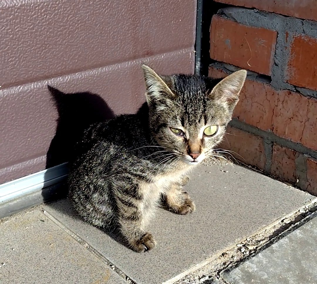 Наш пришелец на второй день знакомства