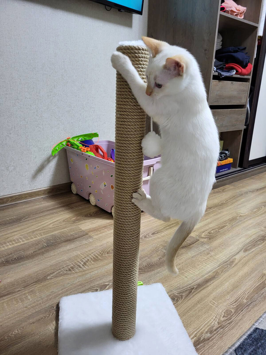 Белоснежка/Тася в новом доме.