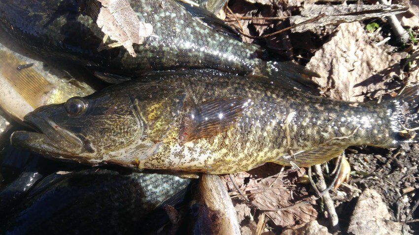 Ротан -головешка.