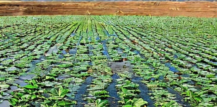    Иран построит больше очистительных станций для полива сельхозполей и городских парков