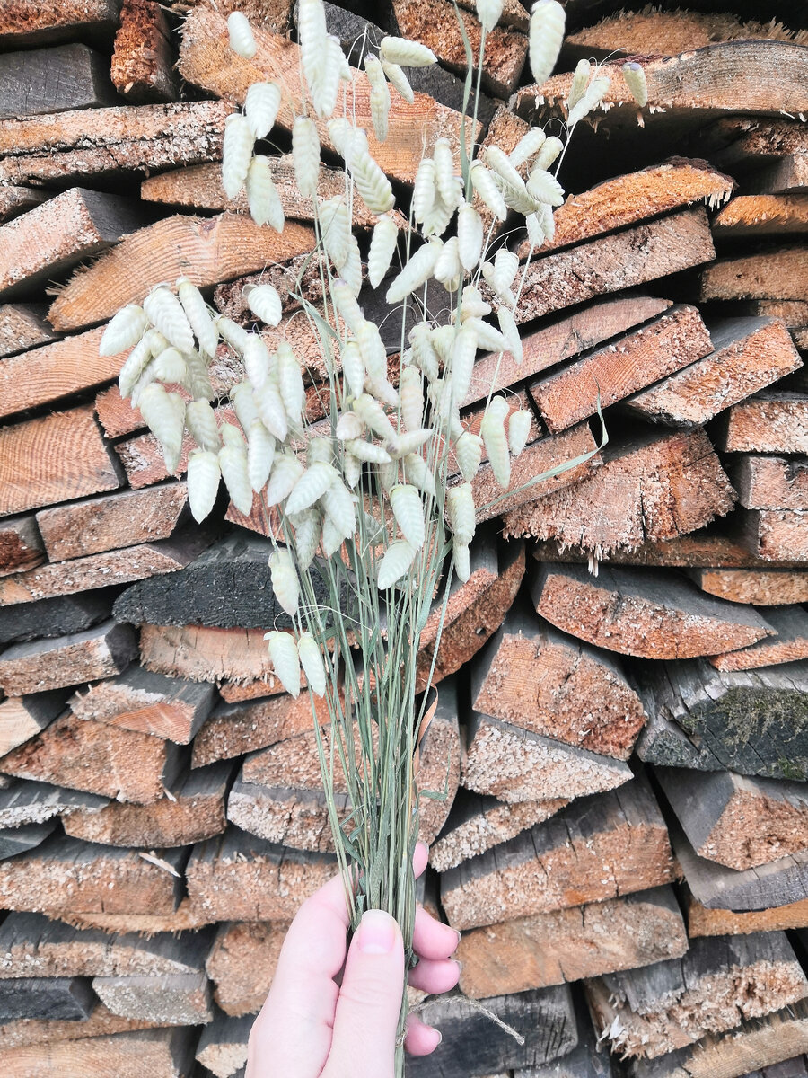 Трясунка, или Бриза (Briza) свежесобранные колоски с наших гряд