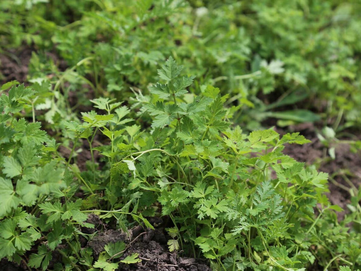 Бутень клубненосный. Chaerophyllum prescottii - бутень Прескотта. Бутень Ararat. Бутень фото.