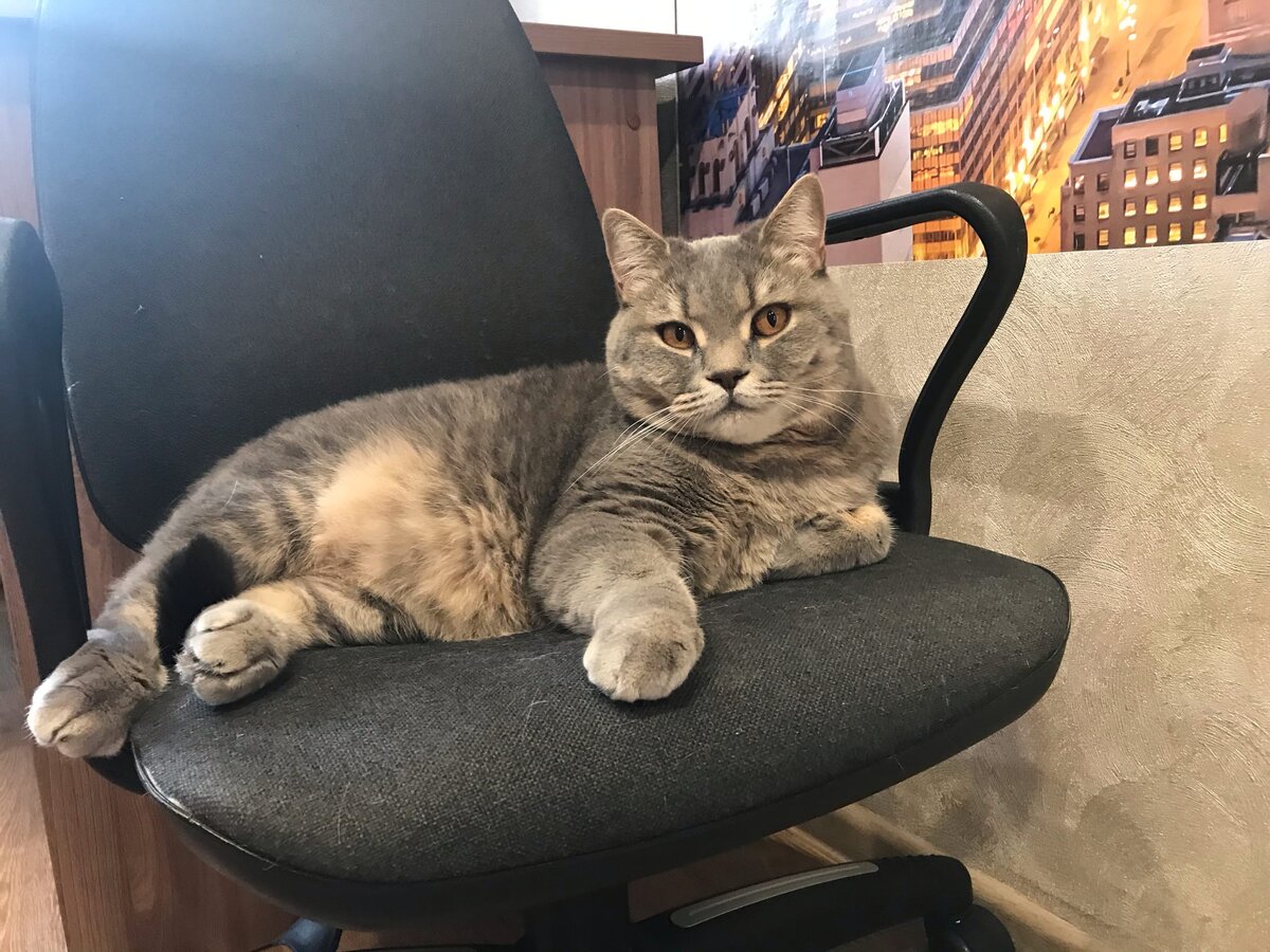 Кот часто любит отдыхать на этом стуле