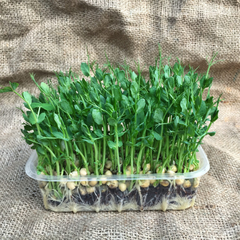 Проростки гороха 