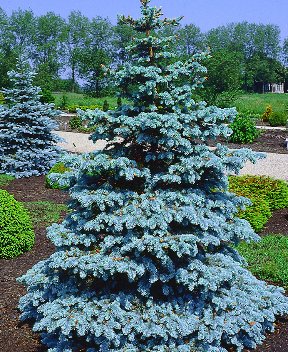 Голубая ель в ландшафтном дизайне