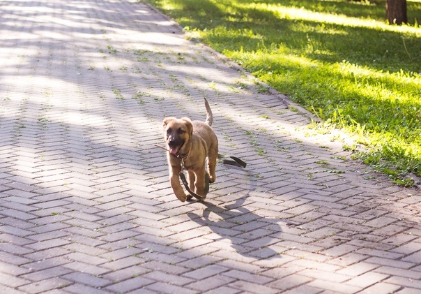 Бегом бежит за кусочком сыра