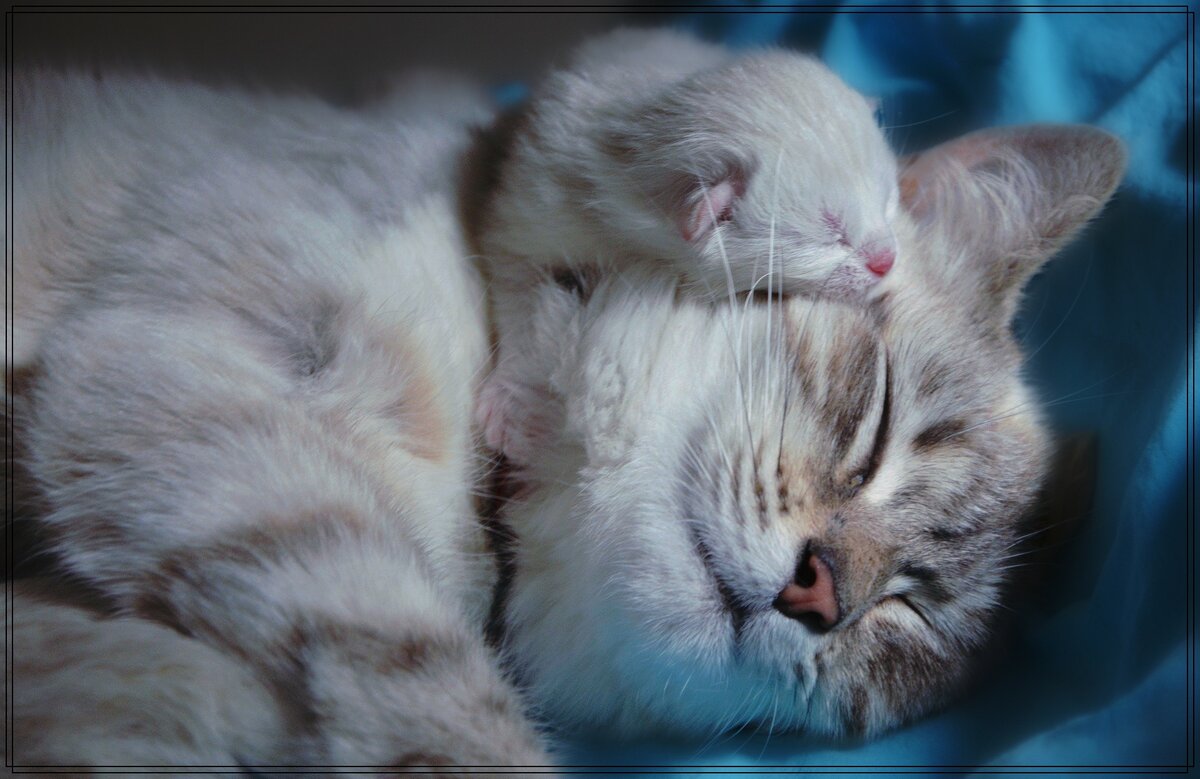 Сон кошка родила котят в кровати