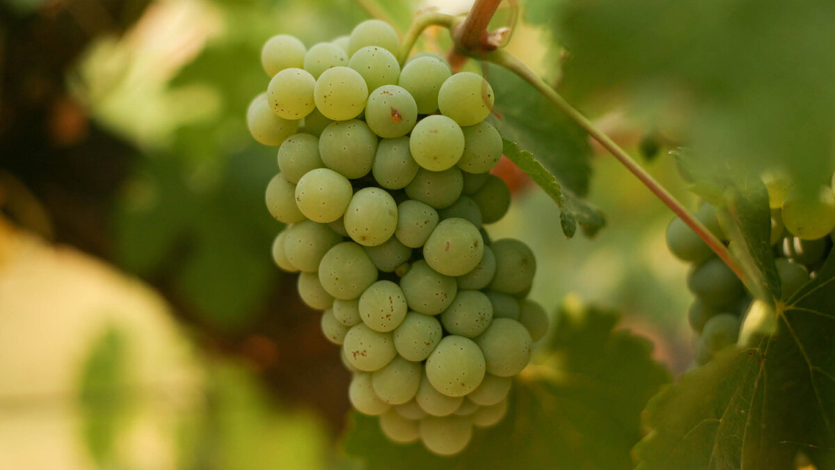 Сорт винограда Шенен Блан