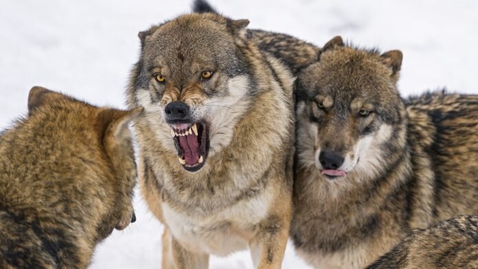 Фото взято из интернета.