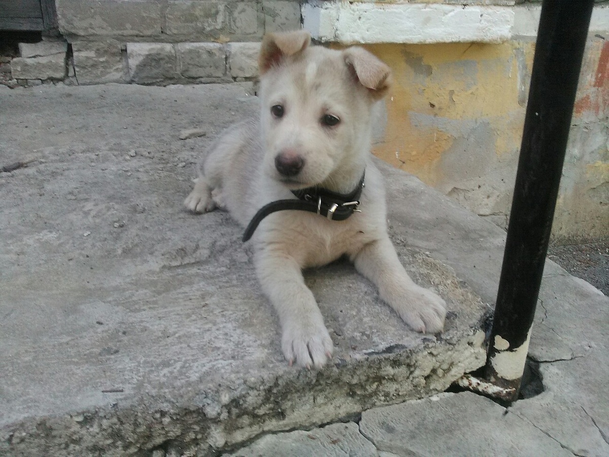 Это я в начале своих дрессировок!