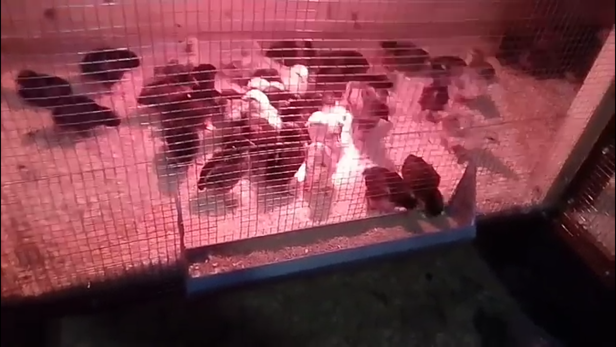 Цыплята в клетке под красной лампой