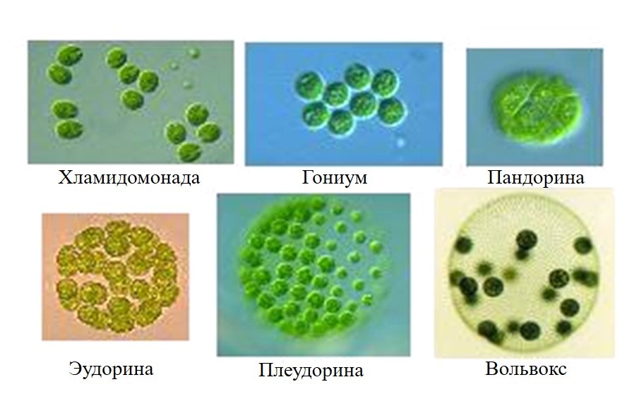 Варианты строения таллом. Одноклеточный у хламидомонады и колониальный у всех остальных. Далее будут описаны варианты строения таллом для каждого отдела.