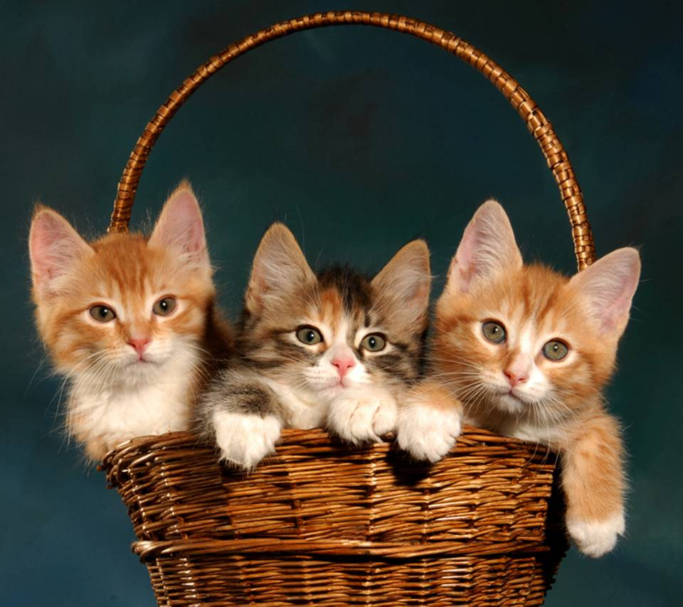 Кошечек быстро. Котики в корзинке. Кошка в лукошке. Кошка с котятами в лукошке. Котята в лукошке.