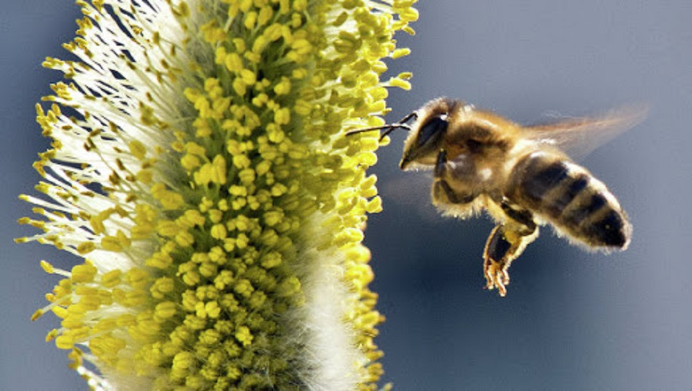 Лакомка опылители. Медоносная пчела. Гималайская медоносная пчела. Медоносы для пчел. Пчела на цветке.
