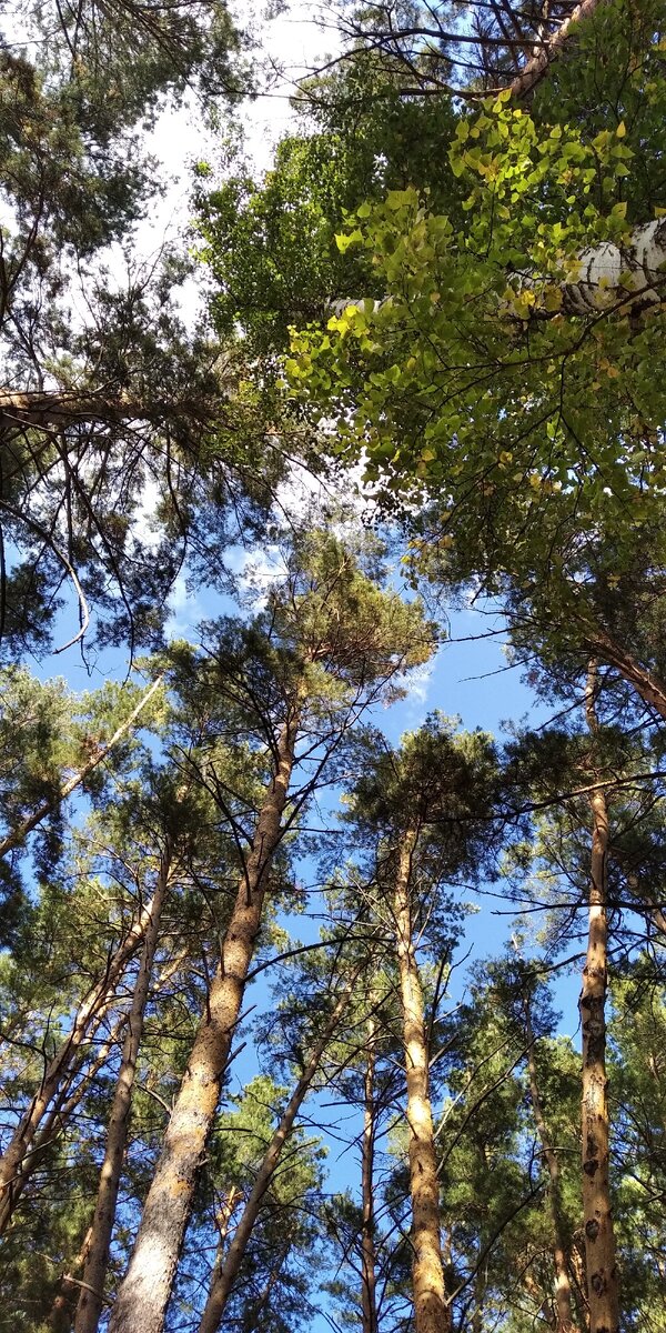 Солнечный день 