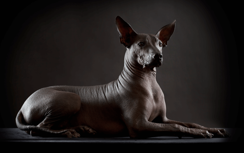 По легендам древних ацтеков, шолоицкуинтли провожал души умерших в загробный мир