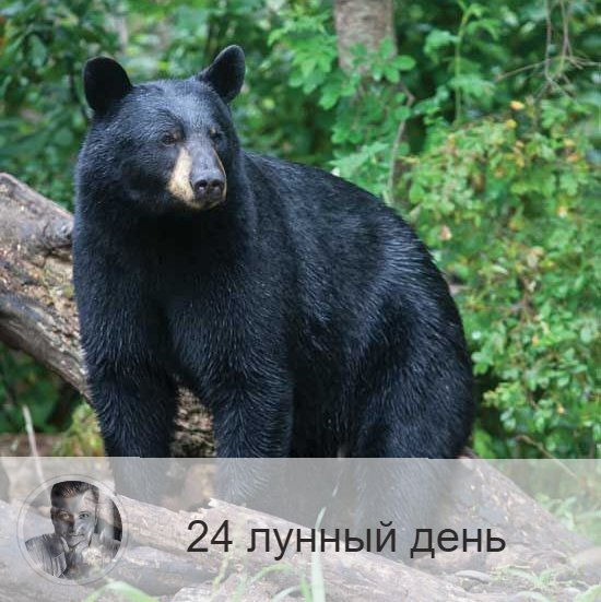 Подписывайтесь на наш канал, друзья!
24-ый лунный день с 22:47 11-ого по 23:43 12-ого. 🔆 Время пробуждения силы.
🐻 Символ дня – медведь.
🎂 Люди, рождённые в этот лунный день, несут в себе огромный энергетический потенциал, они могут быть магами и делиться с людьми энергией на всех уровнях. Это происходит бессознательно, но такие люди обычно чувствуют потребность поделиться энергией с окружающими.
💍 Камни - малахит, обсидиан.
🌞 Этот день связан с мужской энергией, подобно тому, как 17-й - с женской. Идёт процесс разрушения старого и создания нового. День может принести пробуждение огромных сил и стать днём откровения, если не культивировать в себе уныние и отчаяние. Время благоприятно для закладывания фундамента, строительства дома, начала ремонта.
Сегодня легко совершить поступок, на который раньше у вас не хватало сил, мужества и отваги.
✅ Рекомендуемые практики: физические нагрузки, очищение от разрушительных мыслей.
В этот день часто всплывает родовое проклятие, если оно есть. Поэтому надо быть очень внимательным ко всему происходящему. Нельзя допускать, чтобы в этот день вас охватило чувство безысходности. Для реализации энергии этого дня требуются физические нагрузки и упражнения, если этого не будет, то доступ в организм земных энергий может стать затруднен, что чревато потерей ориентиров в жизни, а на физическом уровне - проблемами с прямой кишкой.
24-й лунный день благоприятен для лечения всех болезней экстрасенсорными методами. Хорошо приготавливать лекарства, травяные сборы.
❌Запрещено: массовые мероприятия, авантюры.
В этот день не рекомендуется быть в толпе, ходить на митинги, демонстрации. День опасен проявлениями жестокости, а так же обратными процессами: дела, начатые в этот день, могут перевернуться, и результат может оказаться противоположным. Если не уверены в себе, то не начинайте и не пускайтесь в авантюры.
⭕️Уязвимые органы: таз.
💤 Если сегодняшний сон неприятен, значит подавлена ваша сексуальная энергия.

—————
📍 Заказывайте точнейший прогноз о будущем по уникальной методике
⇨ numeromagic.ru/uslugi