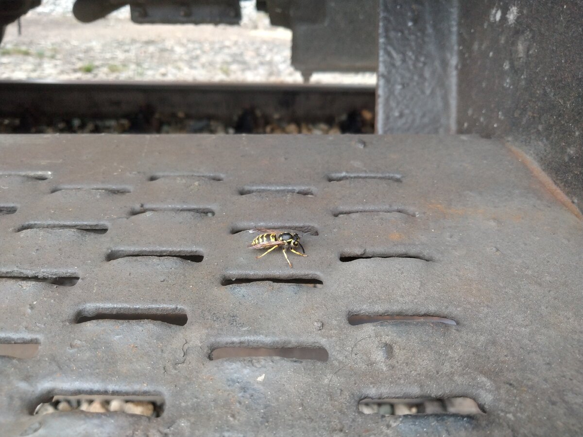 Тружусь я как пчела...