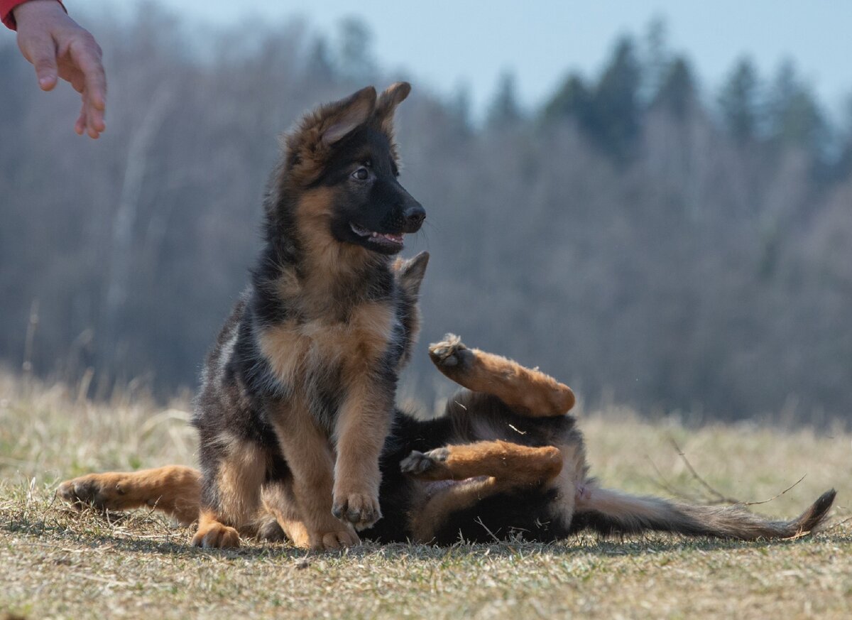 Фото любезно предоставлено питомником Alex Hoff
