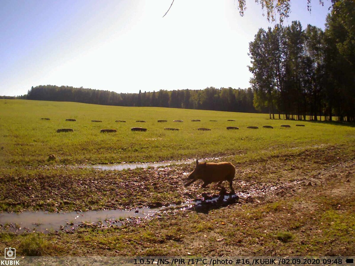Утренняя пробежка в +17, надо держать себя в форме! Сработка GSM-фотоловушки KUBIK