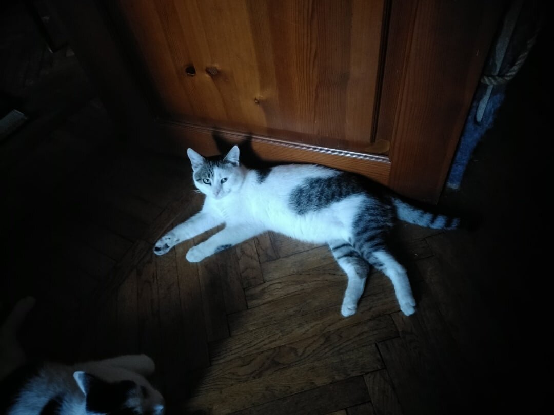 Прекрасный Мурзик 