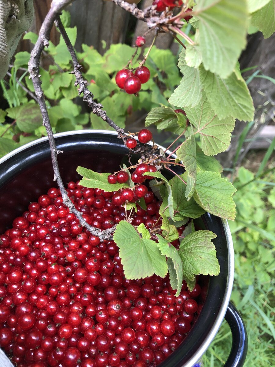 Посетив лес Иркутской области и осмотрев на наличие ягодников мы нашли не большие кусты кислицы, собрав ее и пошли дальше и нашли....