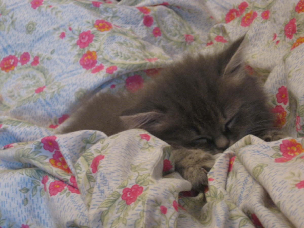 Сладкий сон шерстяного ребенка.