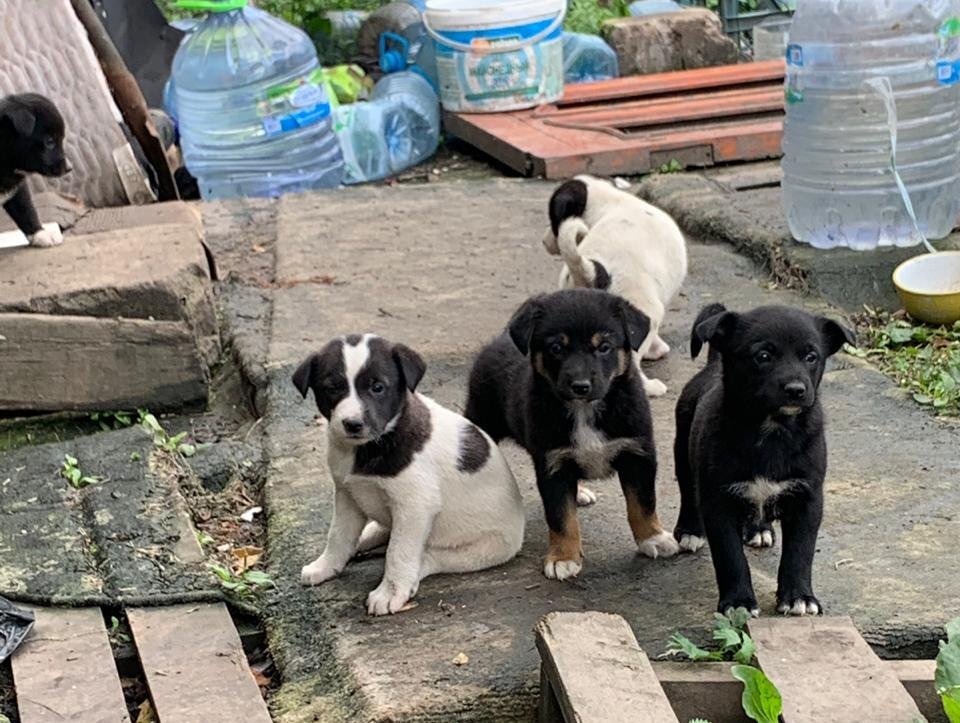 Банда Дворян. Тайлан здесь еще на вольном поселении со своими братьями и сестрами