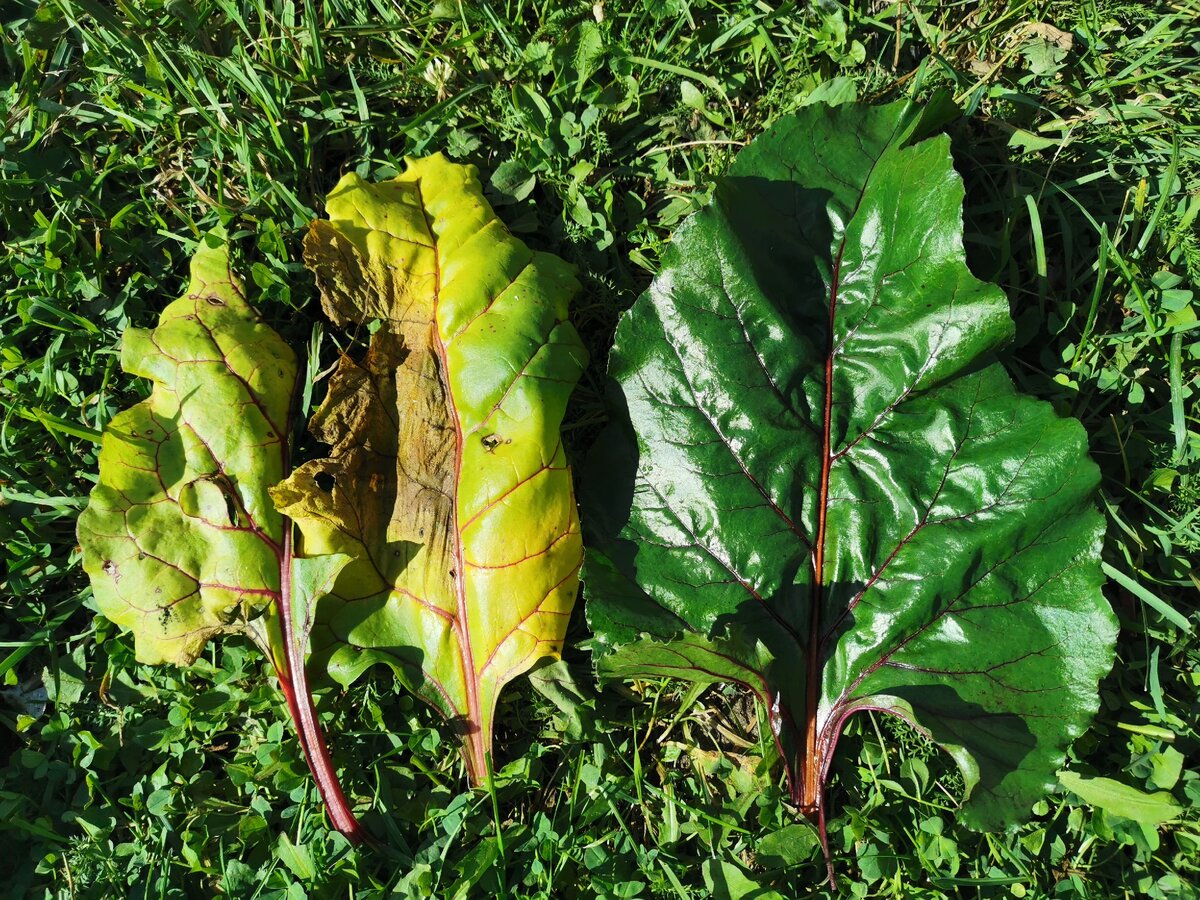Справа - здоровый зелёный свекольный лист, слева - два внешних пожелтевших листа, указывающих на то, что корнеплод можно убирать.