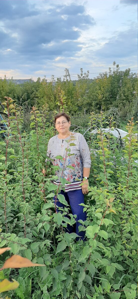 Сеянцы абрикоса