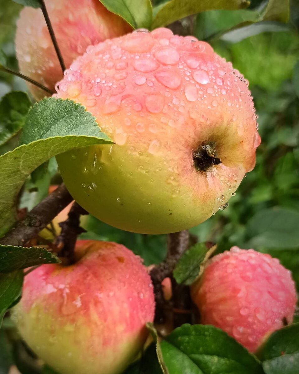 сладкие сорта яблок фото