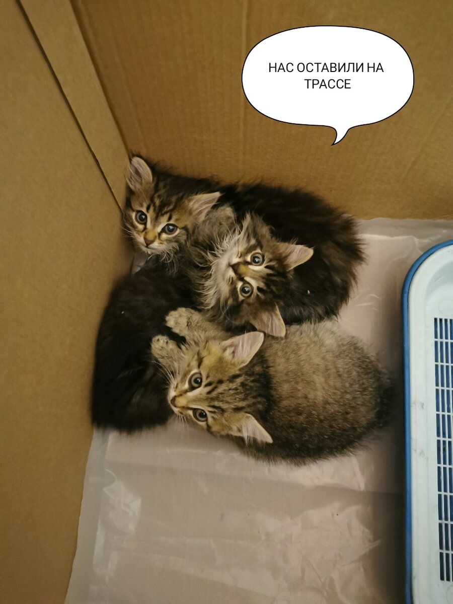 Нас нашли на оживленной трассе