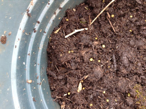 Мульча для приусадебного участка. 7 лучших видов