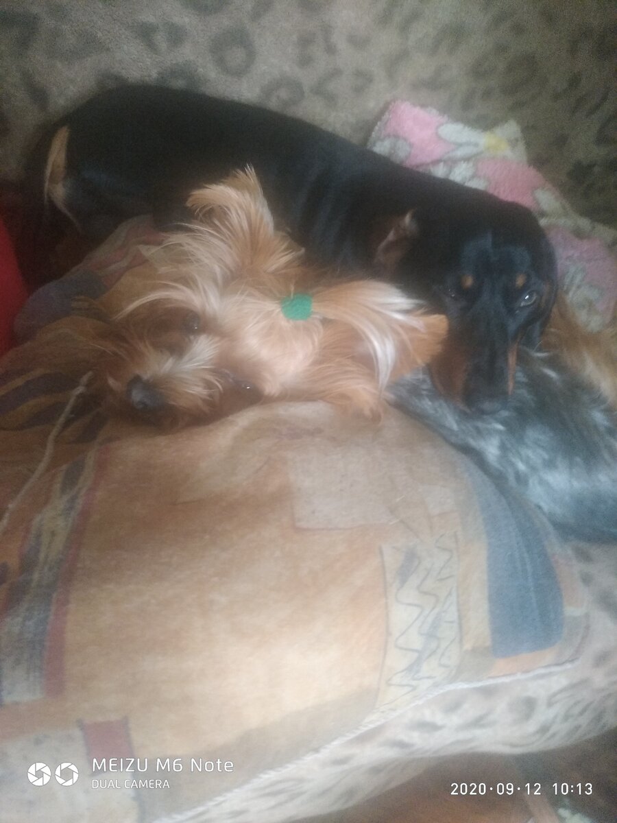 Йорик утром воевал,а сейчас лежит,устал...