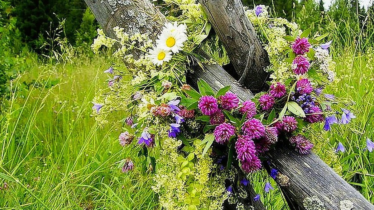 Матушка полевых цветов веночек. Деревенские цветы. Полевые цветы в лесу. Букеты и венки из полевых цветов.