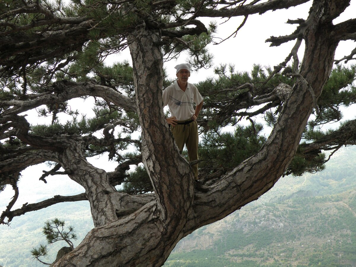 Покоритель гор на вершинной сосне.