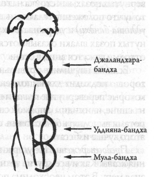 Бандхи. Джаландхара бандха. Бандхи энергетические замки. Уддияна бандха техника. Энергетический замок мула бандха.