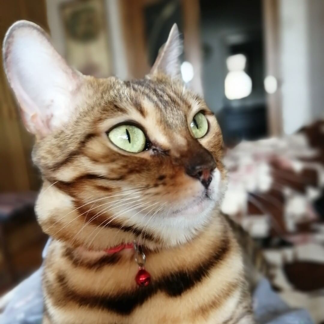 Бенгальская рыжая кошка