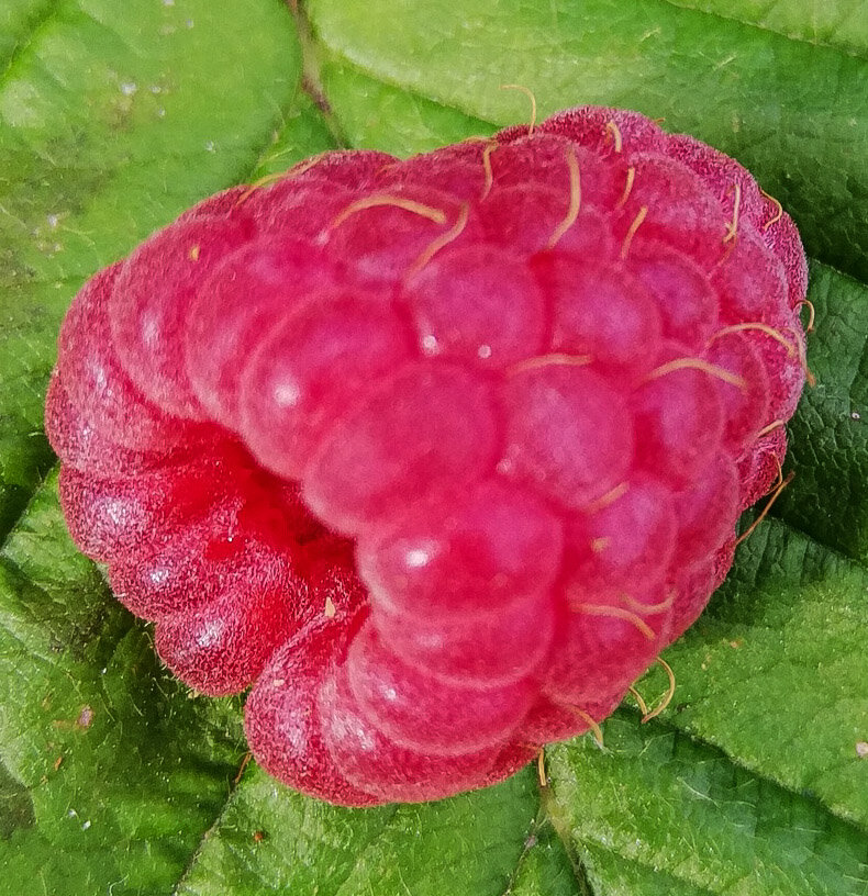 Калорийность малины достаточно низкая — 46 ккал, что дает возможность есть ее при похудении без вреда для фигуры.