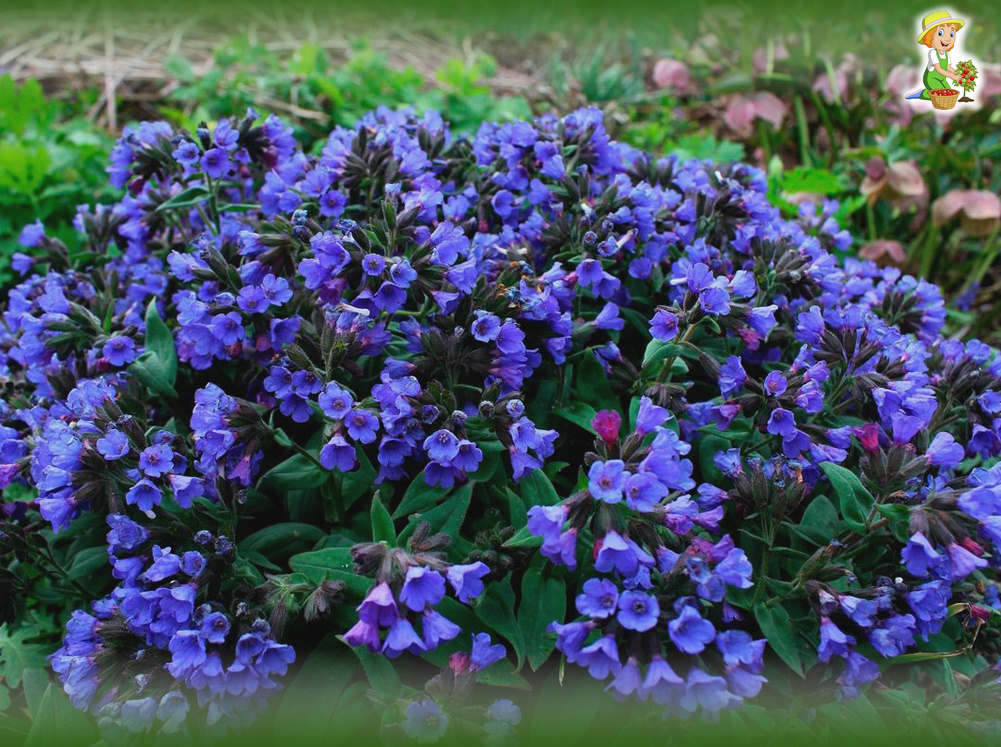 Медуница. фото из открытых источников в интернете