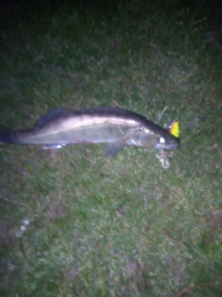 Судак на 1 кг.