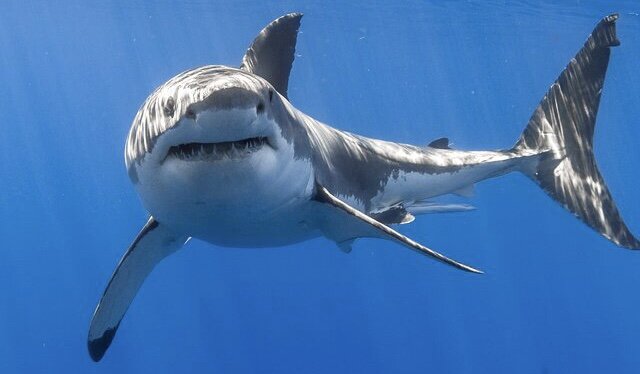 Источник: Google.com