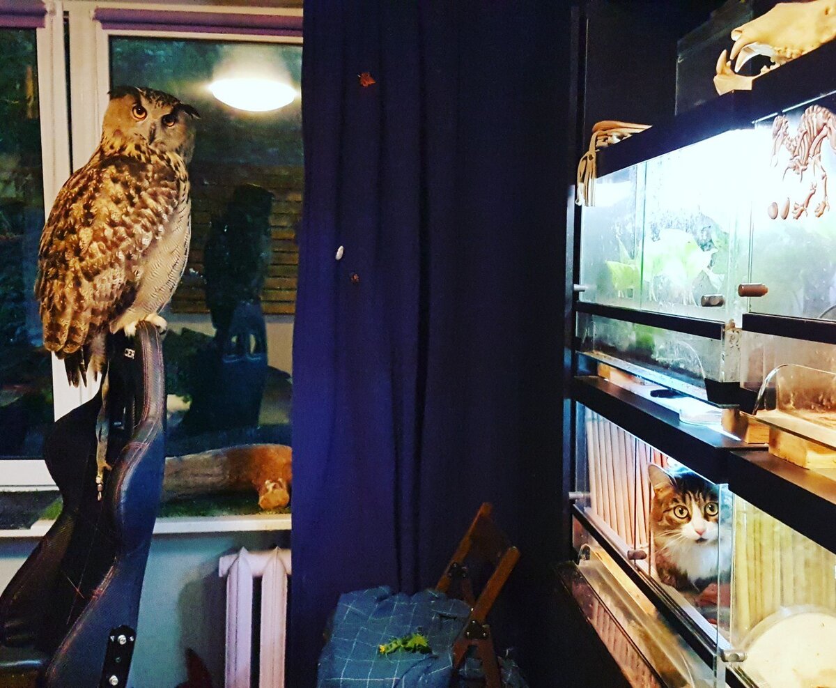 Кот-террариумист - горе в семье