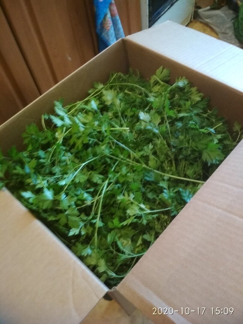 Сегодняшний урожай петрушки.