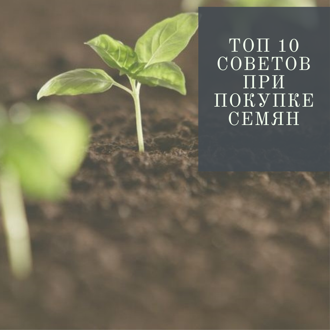 ТОП 10 советов при покупке и выборе семян. На что нужно обратить внимание и как сэкономить деньги?