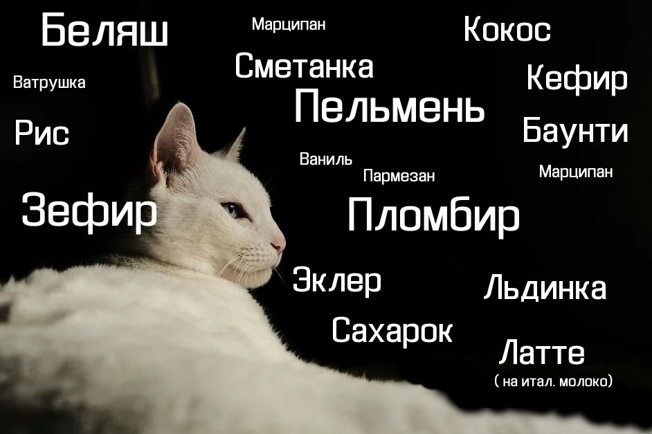 Красивые имена для кошек девочек. Имена для котят. Имена для котят мальчиков. Вкусные имена для котов. Имена для котят девочек.