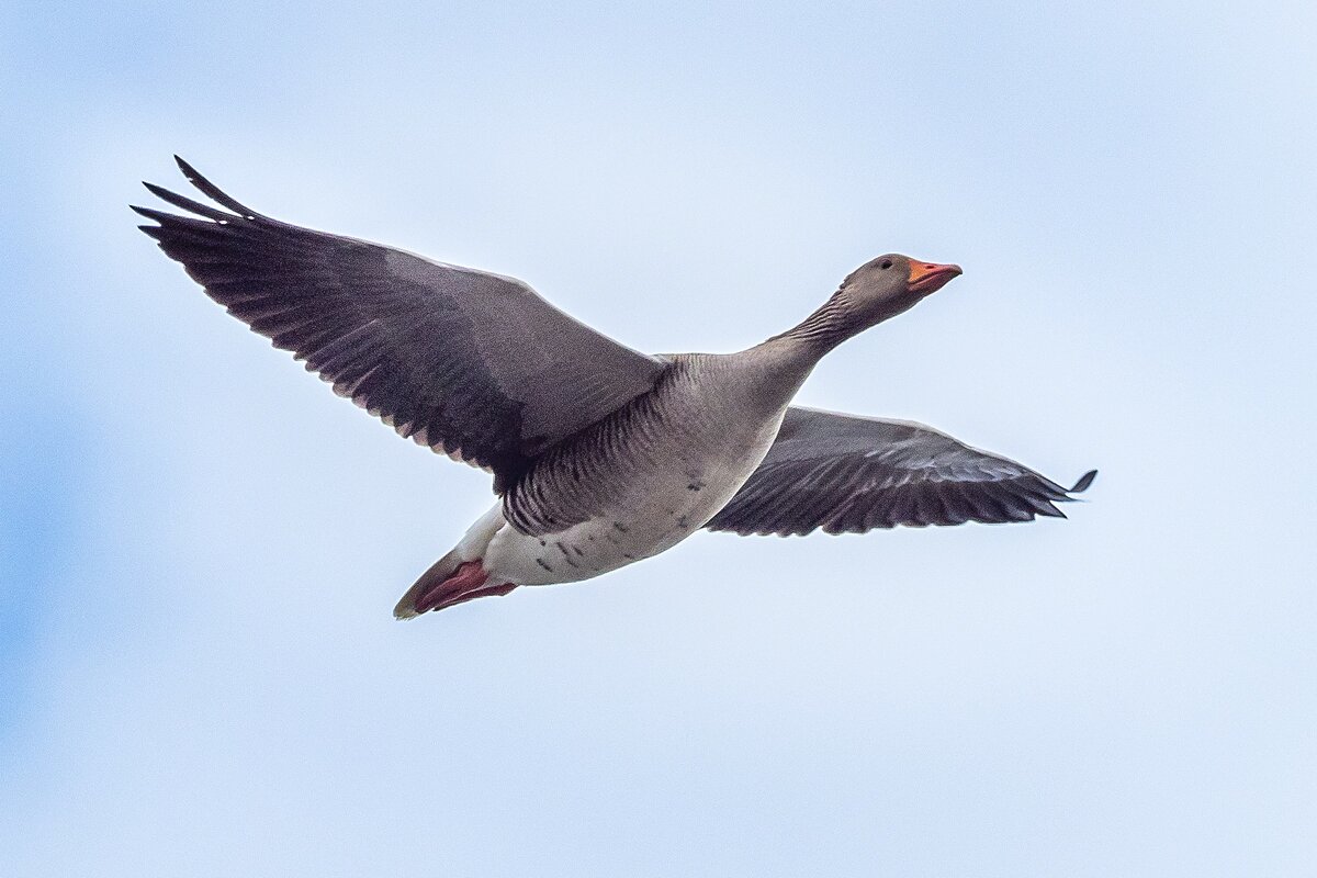 Отсюда забрали, туда принесли — астрономы пернатого мира!