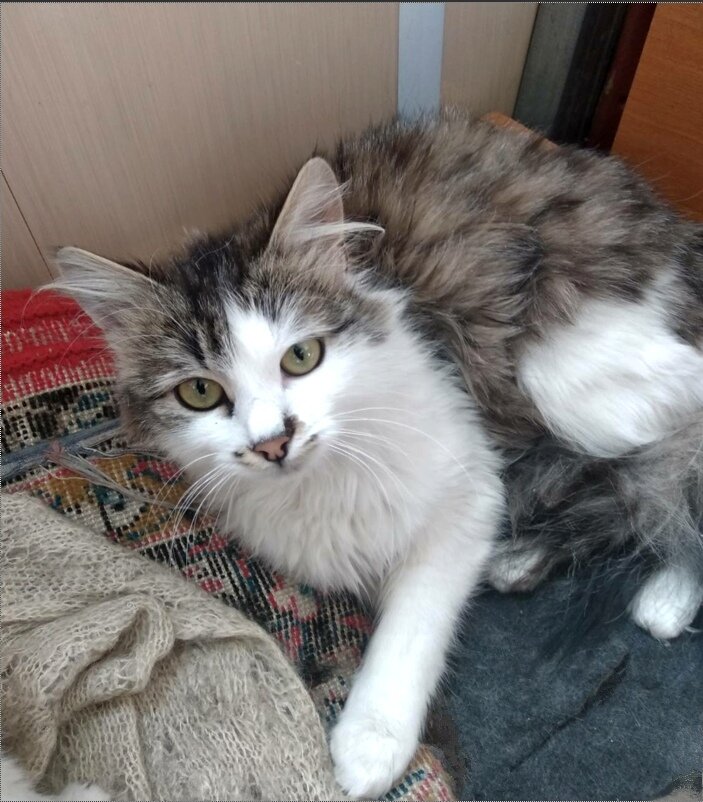 Кошка Мушка
