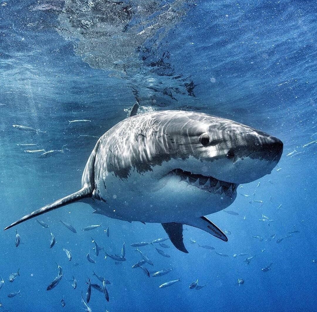 Источник: yandex.ru